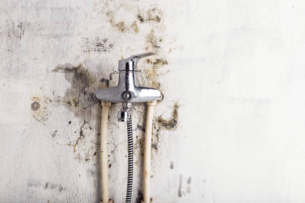 Best Mold Removal Near Me  in Union Springs, NY