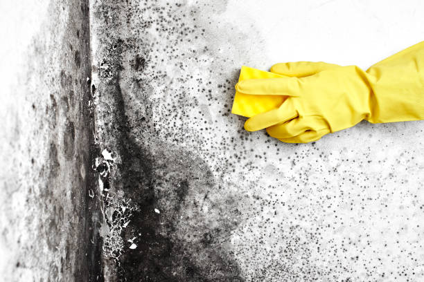 Best Black Mold Removal  in Union Springs, NY