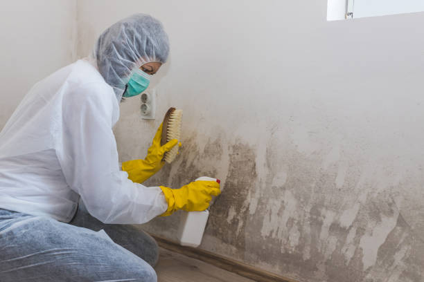 Professional Mold Removal in Union Springs, NY