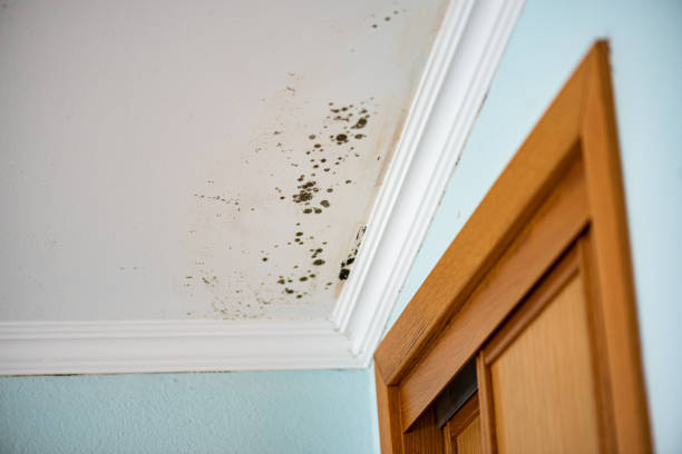 Best Emergency Mold Removal  in Union Springs, NY