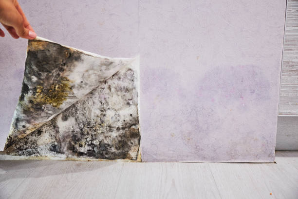 Certified Mold Removal in Union Springs, NY